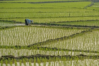 Chuyển đổi 78,26 ha đất trồng lúa sang đất phi nông nghiệp
