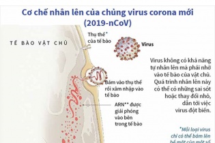[Infographic] Cơ chế nhân lên của chủng virus Corona mới (2019-nCoV)