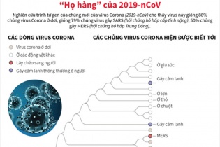 [Infographic] "Họ hàng" của chủng virus Corona mới (2019-nCoV)