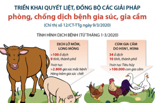 [Infographic] Triển khai quyết liệt, đồng bộ các giải pháp phòng, chống dịch bệnh gia súc, gia cầm