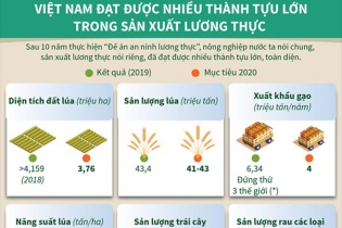 [Infographic] Việt Nam đạt được nhiều thành tựu lớn trong sản xuất lương thực