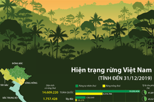 [Infographic] Hiện trạng rừng toàn quốc năm 2019