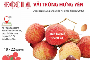 [Infographic] Độc lạ quả vải trứng Hưng Yên