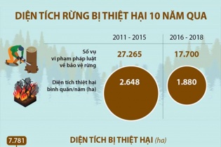 [Infographic] Diện tích rừng bị thiệt hại 10 năm qua là bao nhiêu héc-ta?