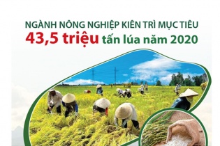 [Infographic] Ngành nông nghiệp kiên trì mục tiêu 43,5 triệu tấn lúa năm 2020