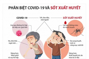 [Infographic] Phân biệt COVID-19 và sốt xuất huyết