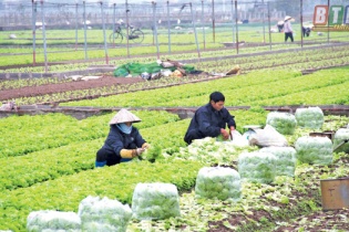 Tổ chức Diễn đàn kinh tế tập thể, hợp tác xã vào ngày 11/12/2020