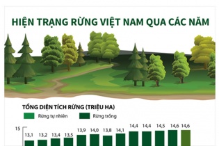 [Infographic] Hiện trạng rừng Việt Nam qua các năm 