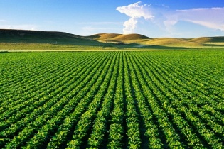 Kéo dài thời gian hỗ trợ phí bảo hiểm nông nghiệp đến hết năm 2021