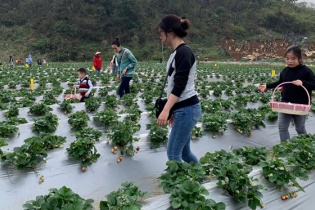 Phê duyệt Đề án lựa chọn, hoàn thiện, nhân rộng mô hình hợp tác xã kiểu mới 