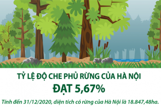 [Infographic] Tỷ lệ độ che phủ rừng của Hà Nội đạt 5,67%