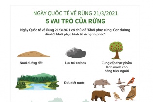 [Infographic] Ngày Quốc tế về Rừng 21/3/2021: 5 vai trò của rừng