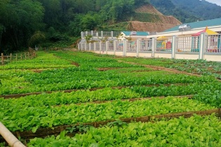 Màu xanh phủ kín Pom Ngồ