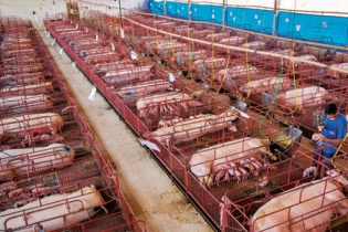 Giảm 50% mức thu phí trong chăn nuôi đến hết năm 2021