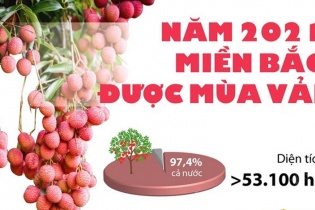 [Infographic] Năm 2021, miền Bắc được mùa vải thiều