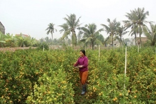 Nga Sơn (Thanh Hoá): Bà con giáo dân thi đua phát triển kinh tế