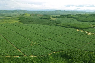 Thương hiệu chuối KDA của Việt Nam khẳng định vị thế trên thị trường quốc tế