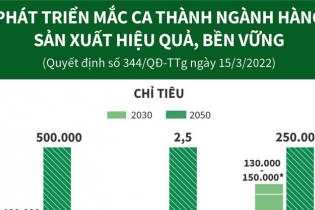 [Infographic] Phát triển mắc ca thành ngành hàng sản xuất hiệu quả, bền vững