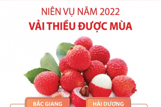 [Infographic] Niên vụ năm 2022, vải thiều được mùa