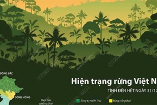 [Infographic] Hiện trạng rừng Việt Nam
