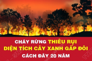 Cháy rừng thiêu rụi diện tích cây xanh gấp đôi cách đây 20 năm