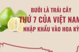 Bưởi là loại trái cây thứ 7 của Việt Nam được xuất khẩu sang Hoa Kỳ