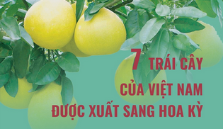 Điểm danh 7 loại trái cây của Việt Nam được xuất sang Hoa Kỳ