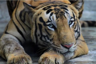 Biến đổi khí hậu khiến 10% loài sinh vật trên Trái đất sẽ biến mất vào cuối thế kỷ 21