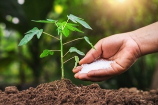 Sửa đổi, bổ sung một số quy định về quản lý phân bón, giống cây trồng