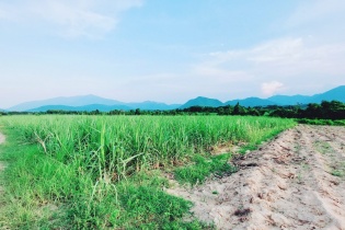 Thí điểm thủ tục chuyển mục đích sử dụng đất trồng lúa quy mô dưới 500 ha tại Khánh Hòa