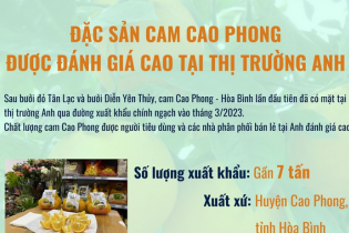 Đặc sản cam Cao Phong được đánh giá cao tại thị trường Anh