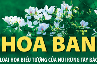 Hoa ban - loài hoa biểu tượng của núi rừng Tây Bắc