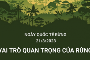 Ngày quốc tế Rừng 21/3/2023: "Rừng và Sức khỏe"