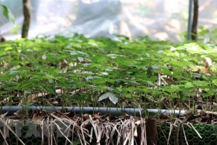 Phê duyệt Chương trình phát triển Sâm Việt Nam đến năm 2030, định hướng đến năm 2045