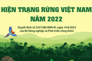 Hiện trạng rừng Việt Nam năm 2022