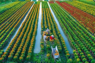 Đưa hợp tác xã nông nghiệp trở thành mô hình kinh tế - xã hội quan trọng ở khu vực nông thôn