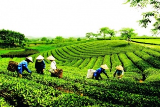 Tiếp tục sắp xếp, đổi mới và phát triển nâng cao hiệu quả hoạt động của công ty nông, lâm nghiệp