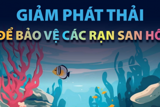 Giảm phát thải để bảo vệ các rạn san hô