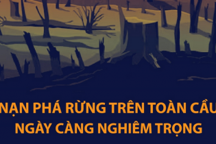Nạn phá rừng trên toàn cầu ngày càng nghiêm trọng