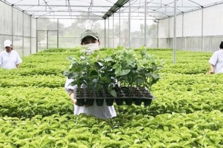 Các trường hợp bắt buộc chuyển giao quyền sử dụng giống cây trồng được bảo hộ