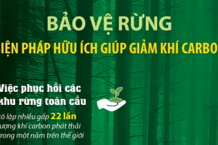 Bảo vệ rừng - biện pháp hữu ích giúp giảm khí carbon