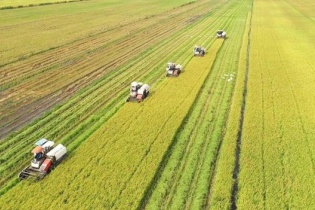 Đặt mục tiêu hình thành một triệu héc-ta vùng chuyên canh lúa chất lượng cao, phát thải thấp