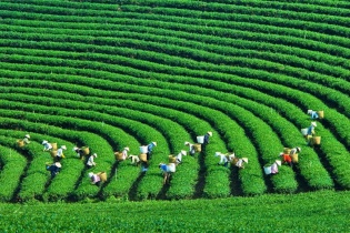 Chuyển công ty nông nghiệp nhà nước thành công ty trách nhiệm hữu hạn hai thành viên trở lên