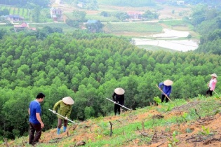 Nâng cao chất lượng rừng nhằm bảo tồn hệ sinh thái rừng và phòng, chống thiên tai