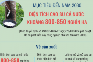 Mục tiêu đến năm 2030, diện tích cao su cả nước khoảng 800.000 - 850.000 ha
