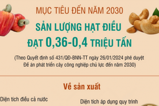 Mục tiêu đến năm 2030, sản lượng hạt điều đạt 0,36 - 0,4 triệu tấn