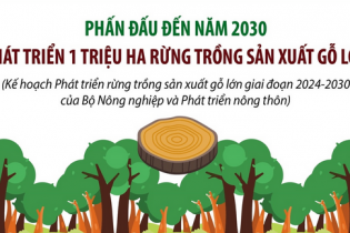 Phấn đấu đến năm 2030, phát triển 1 triệu ha rừng trồng sản xuất gỗ lớn