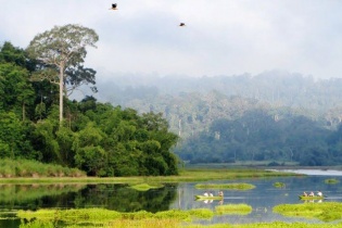 Tăng cường công tác quản lý, bảo vệ và phát triển rừng, phát triển kinh tế lâm nghiệp bền vững