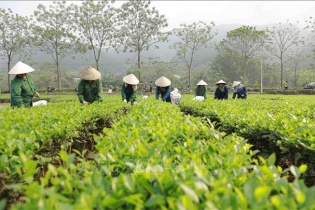 Thúc đẩy sắp xếp, đổi mới, nâng cao hiệu quả hoạt động công ty nông, lâm nghiệp