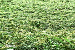 Tập trung triển khai các biện pháp nhanh chóng phục hồi sản xuất nông nghiệp sau bão số 3 và mưa lũ